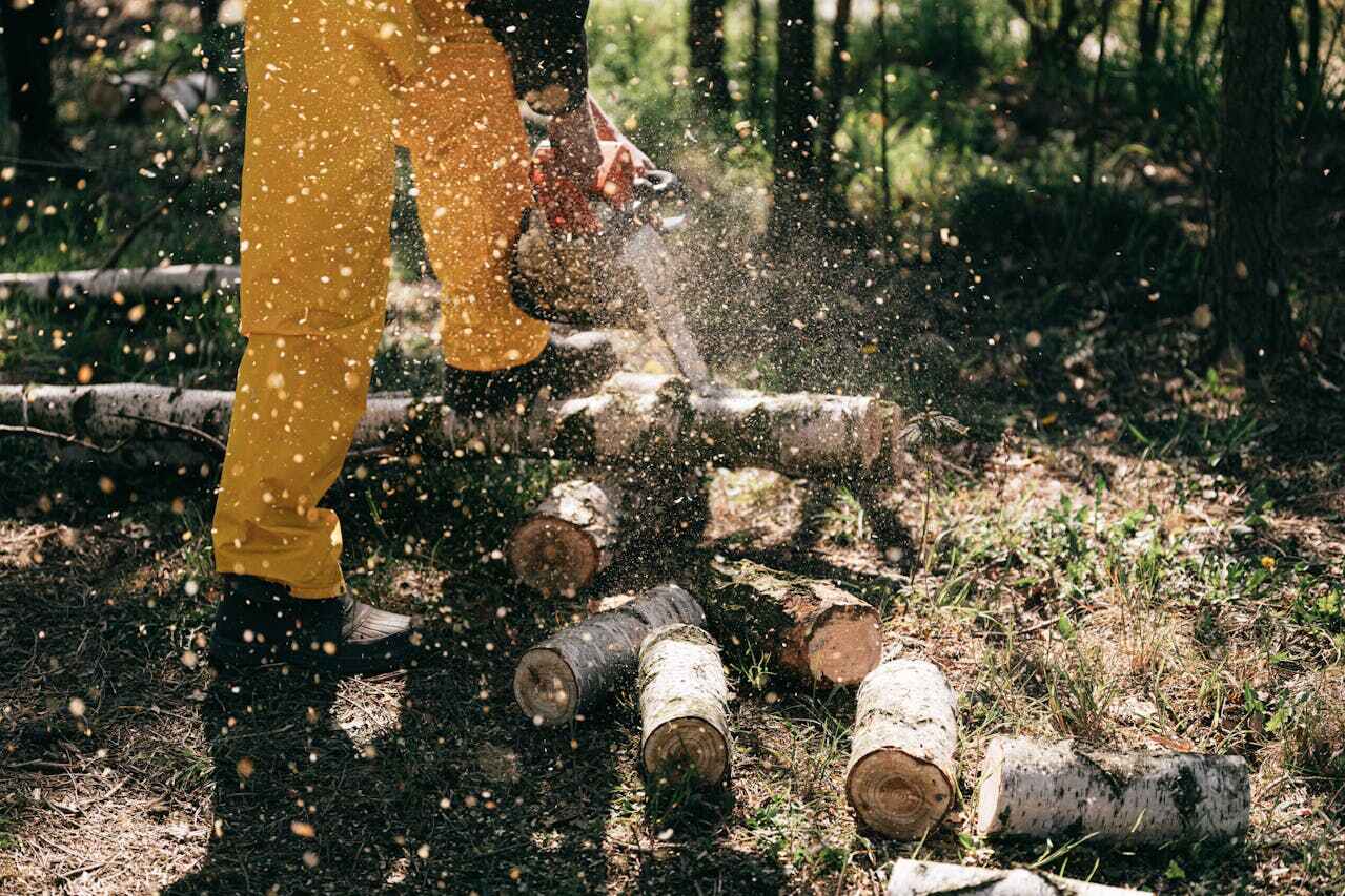 The Steps Involved in Our Tree Care Process in Inver Grove Heights, MN